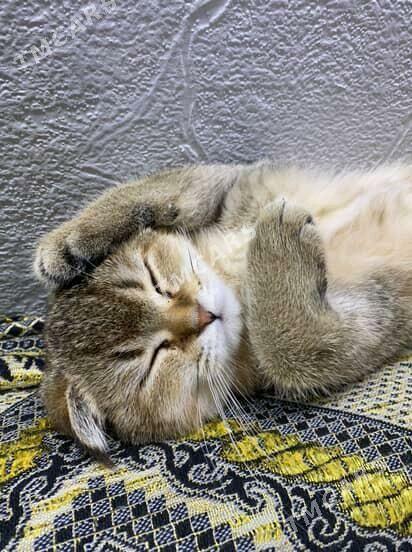 кошка - Aşgabat - img 2