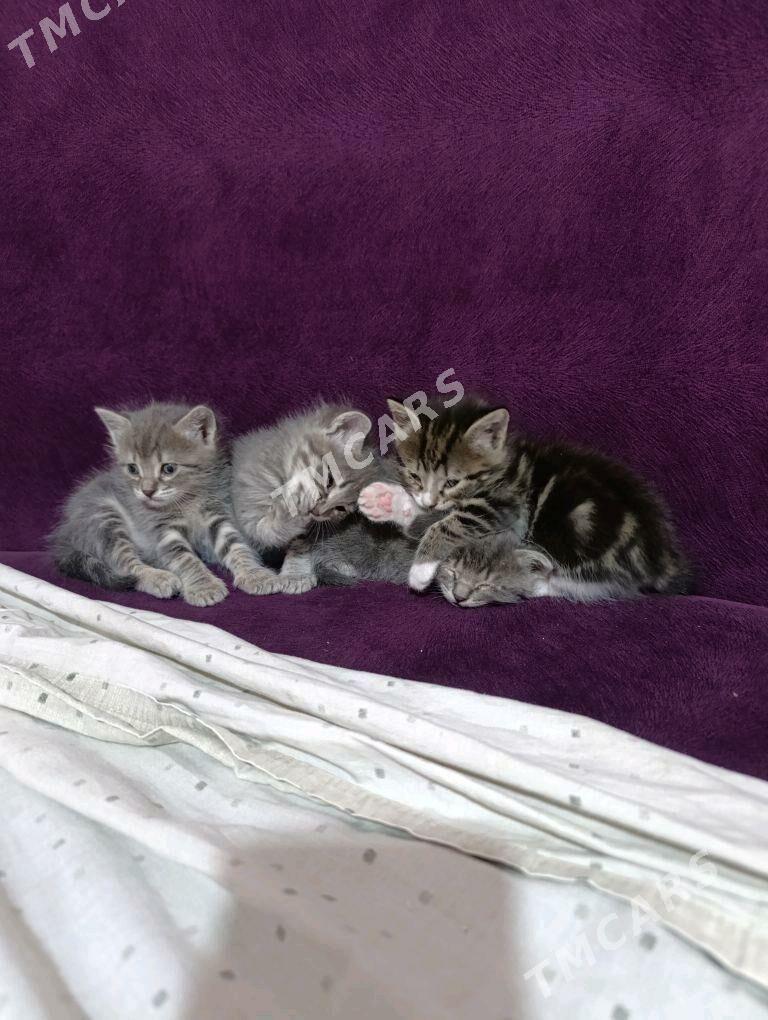 Pişik - Бузмеин - img 2