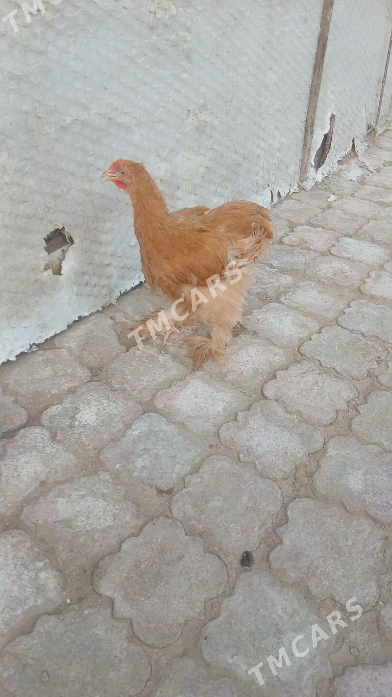 Sary kokinhin - Çoganly - img 5
