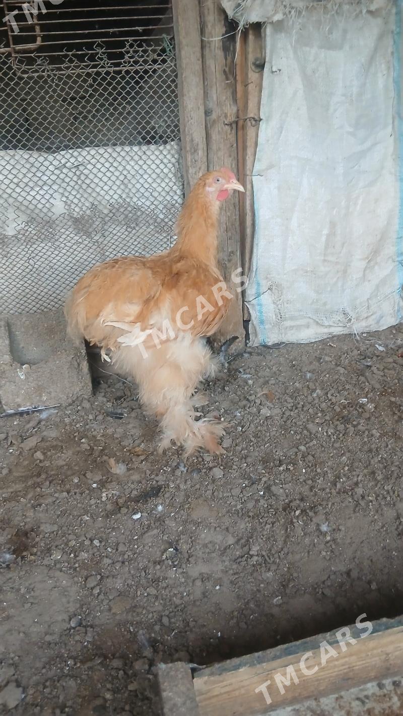 Sary kokinhin - Çoganly - img 4