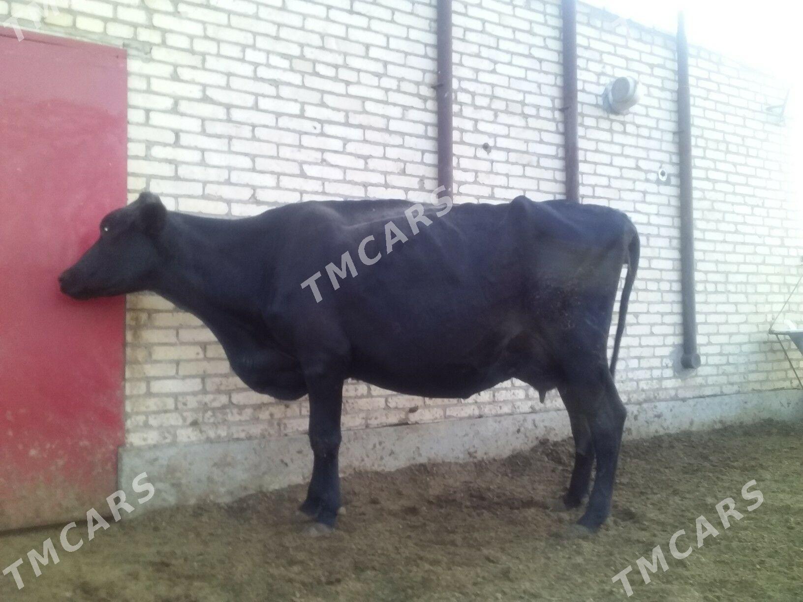 BIKIR SYGYRLAR - Туркменабат - img 7
