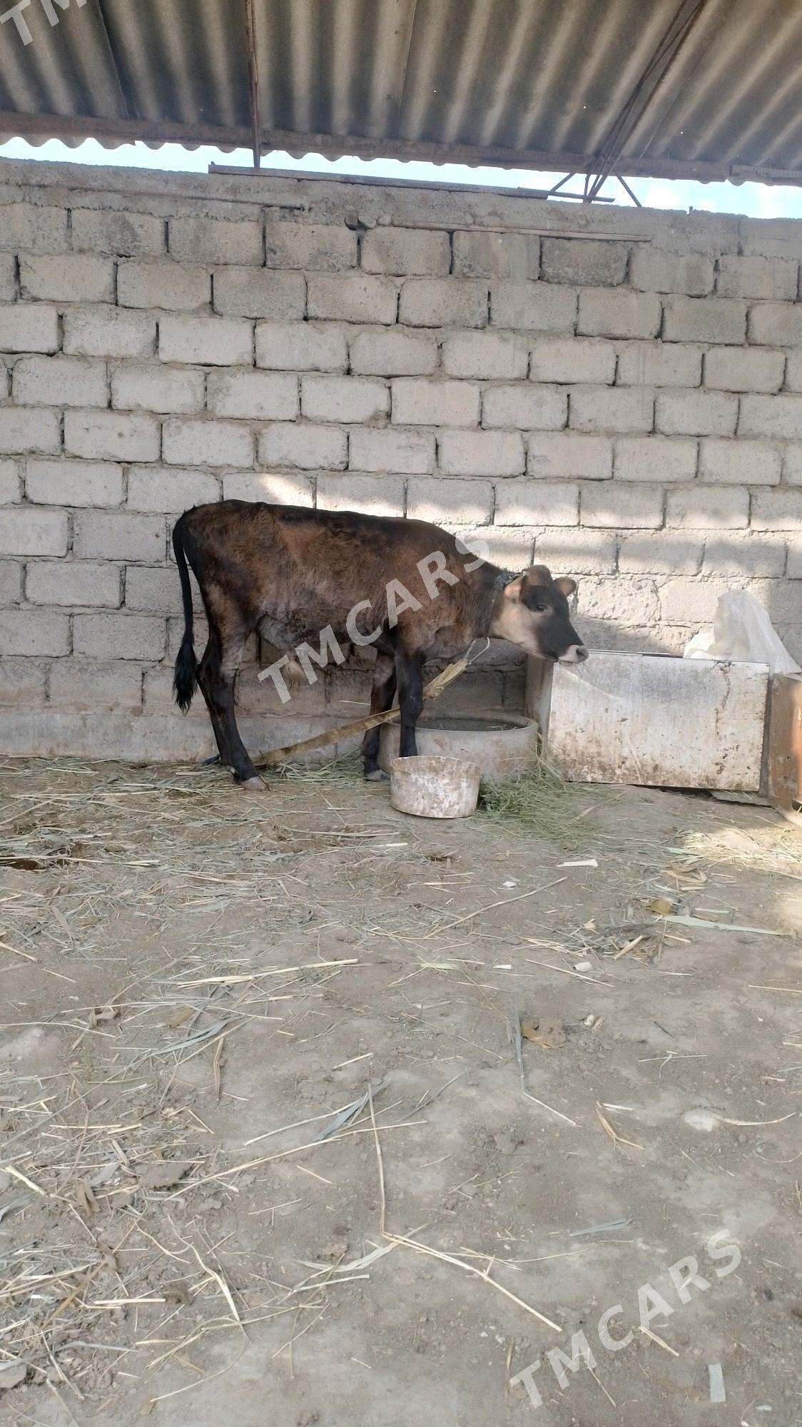 öküzçe - Яшлык - img 2