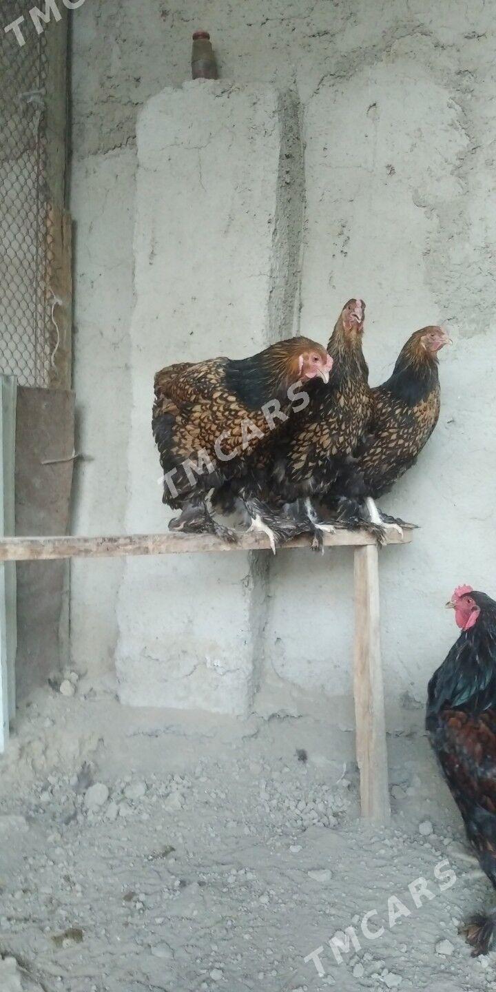brama lased yumurt - Bagyr - img 2