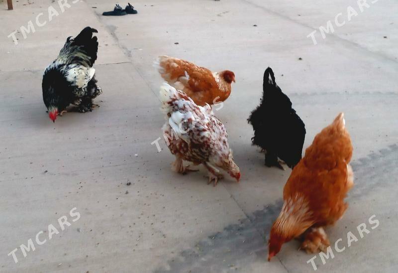 Brama - Balkanabat - img 2