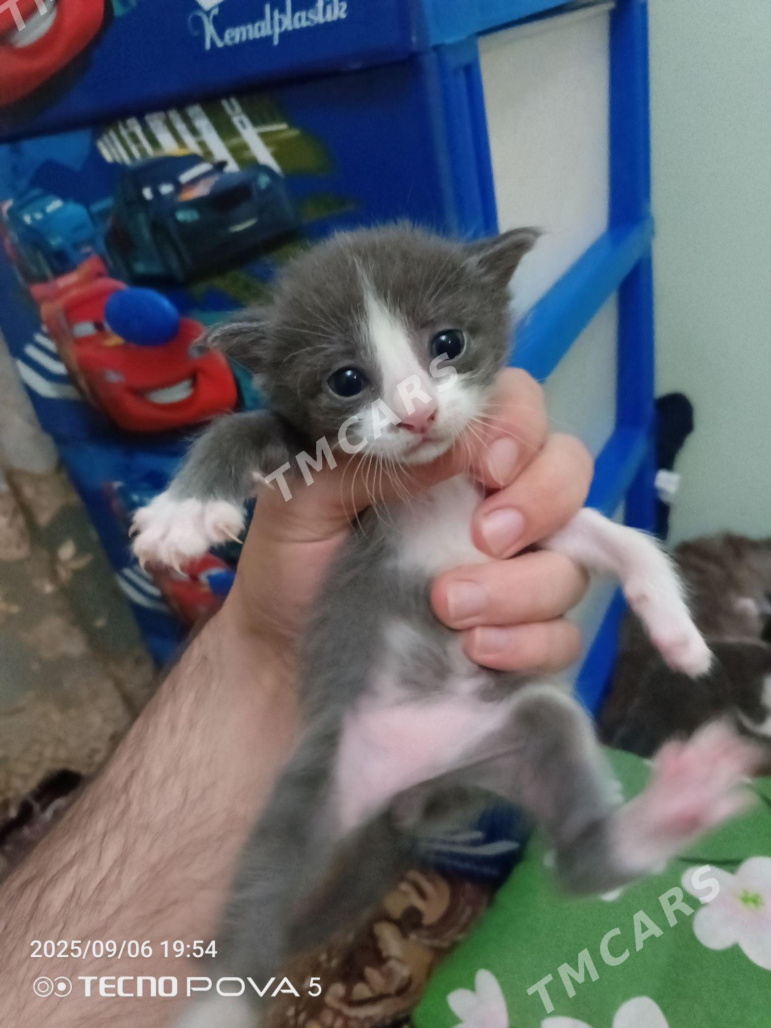 шотландский котенок - Ашхабад - img 5