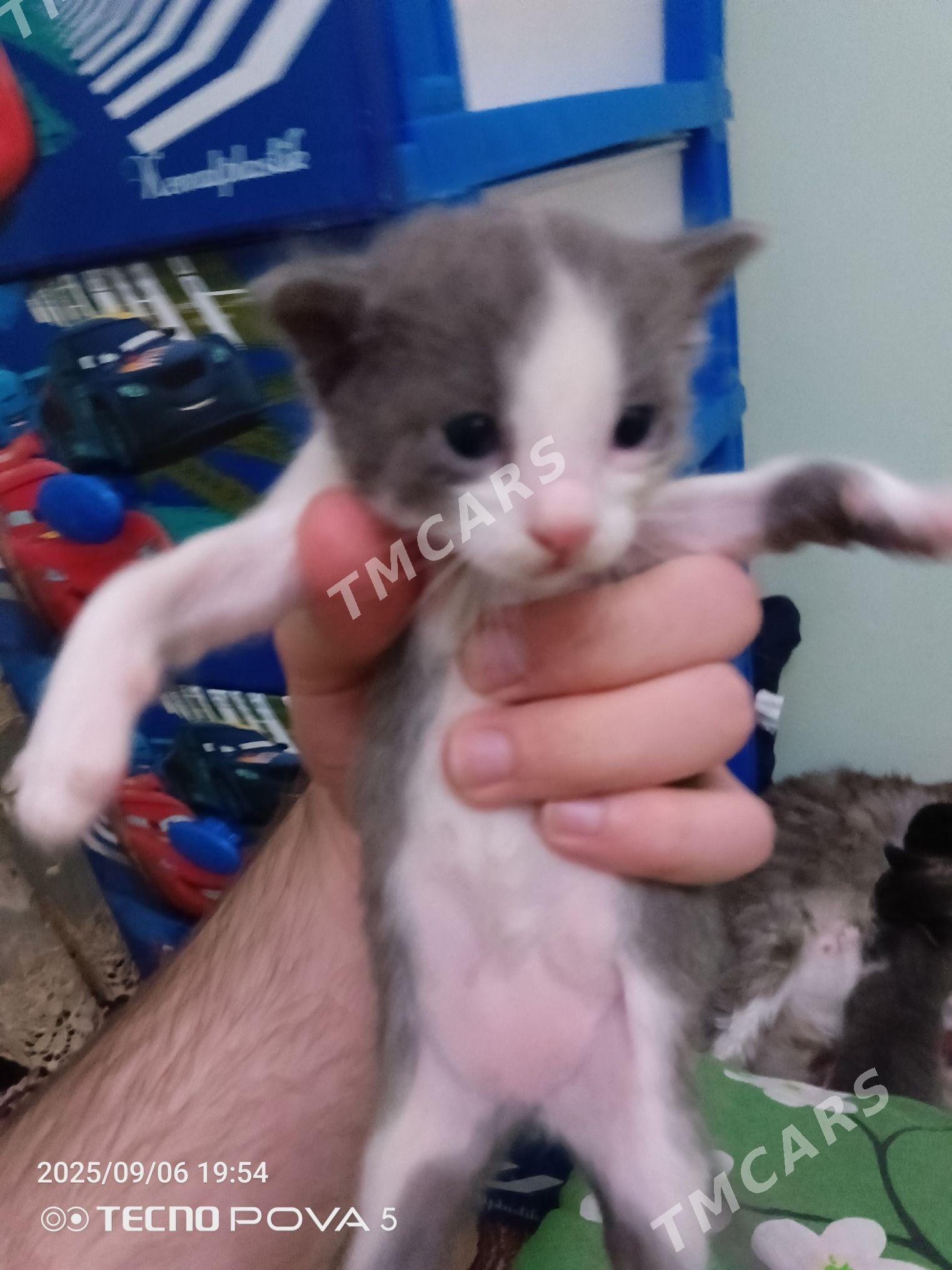 шотландский котенок - Ашхабад - img 4