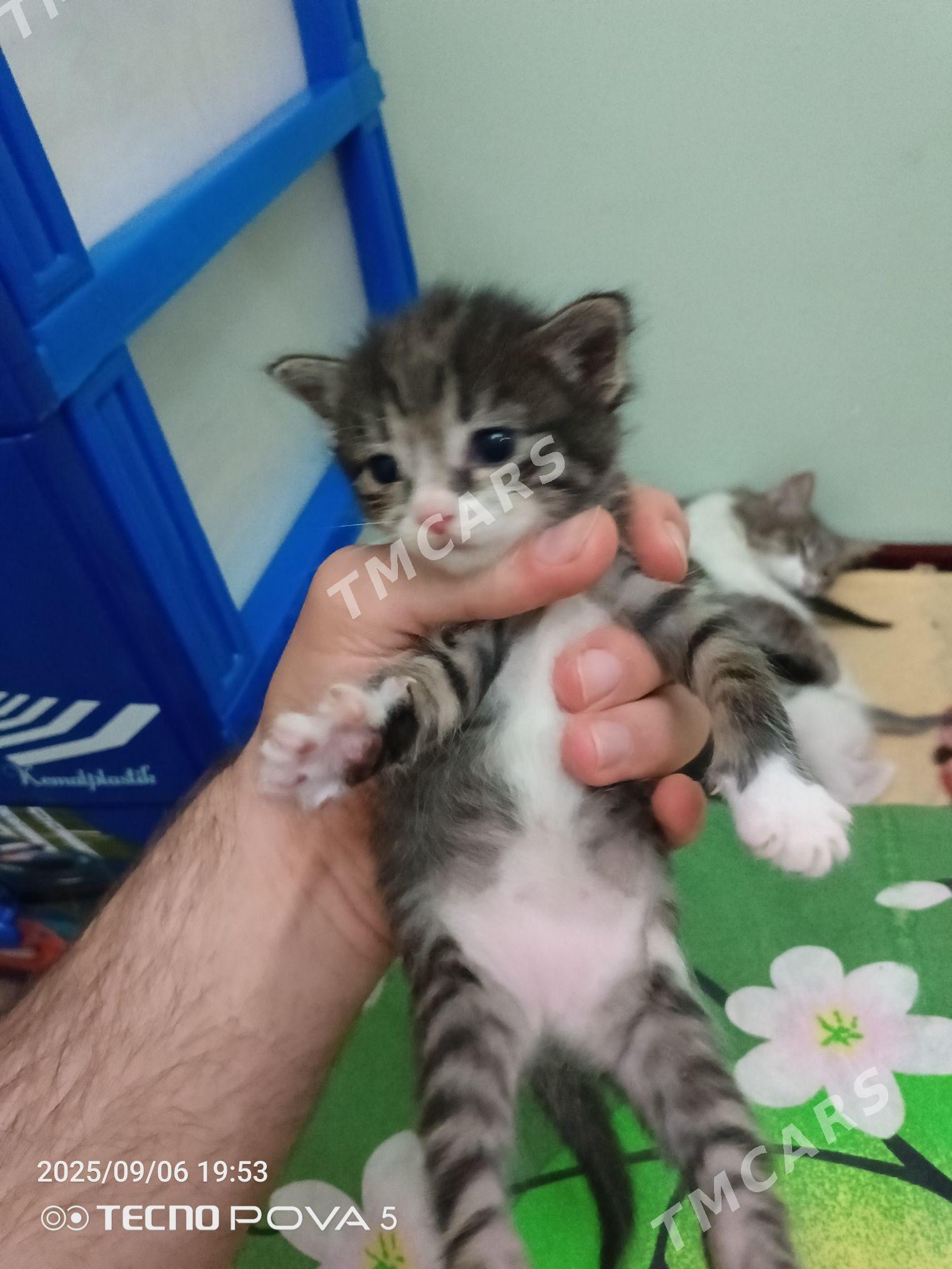 шотландский котенок - Ашхабад - img 3