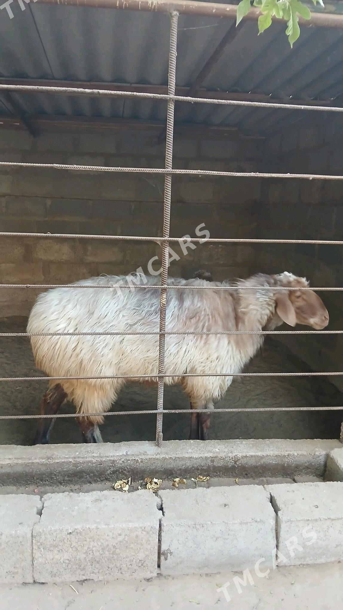 bakylan goc - Baýramaly - img 3