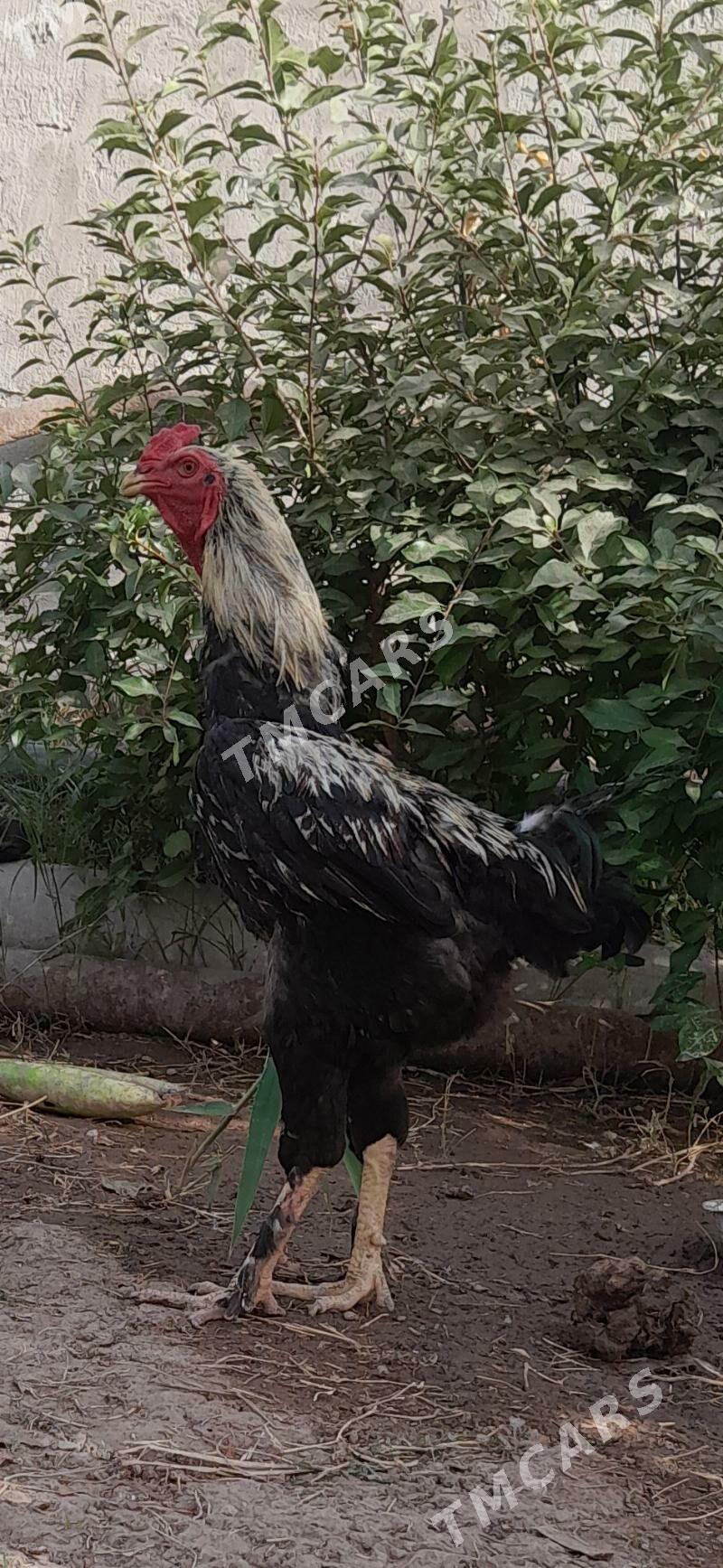 horaz - Sakarçäge - img 2