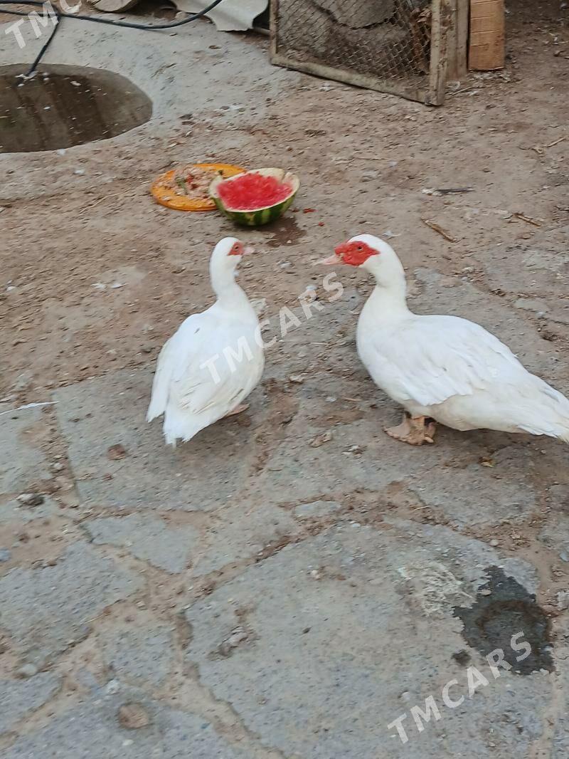 Ördek - Çoganly - img 2
