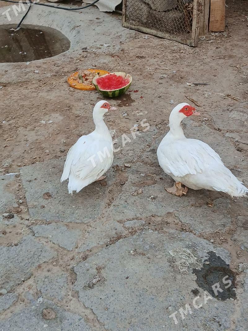 Ördek - Çoganly - img 3