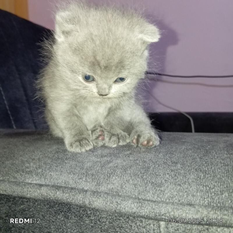 Котята - Balkanabat - img 3