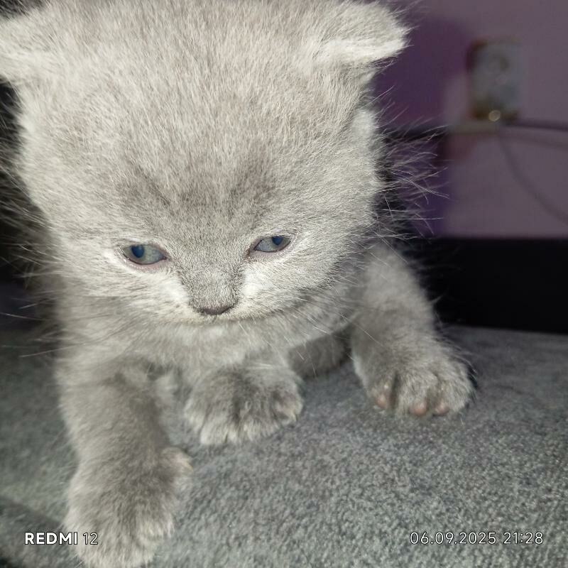 Котята - Balkanabat - img 2