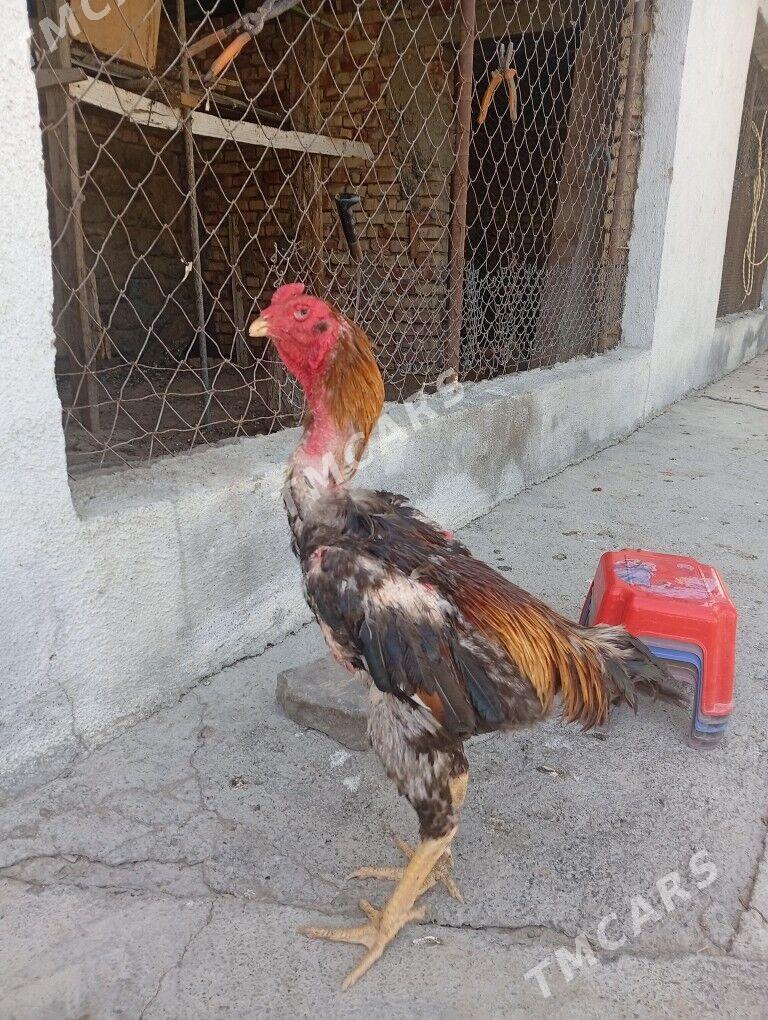 Taşkent horaz - Гёкдепе - img 2