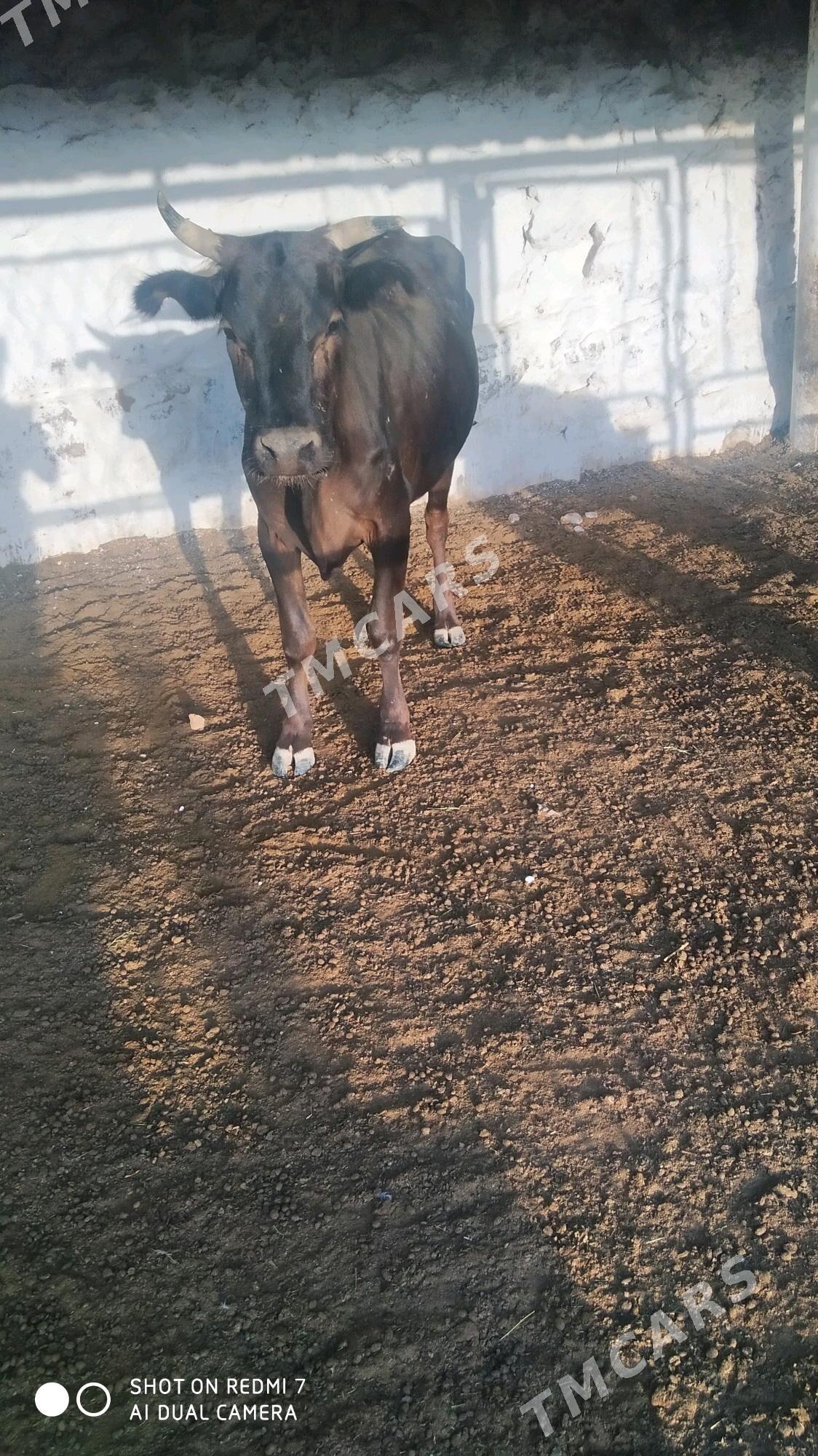 göleli sygyr - Gökdepe - img 2