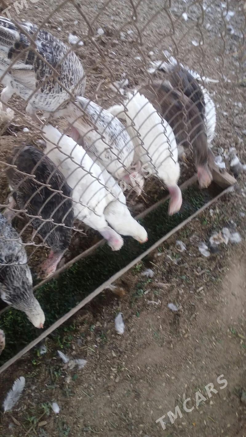 kurk,,induk,,balgar,,jujeci - Büzmeýin - img 2