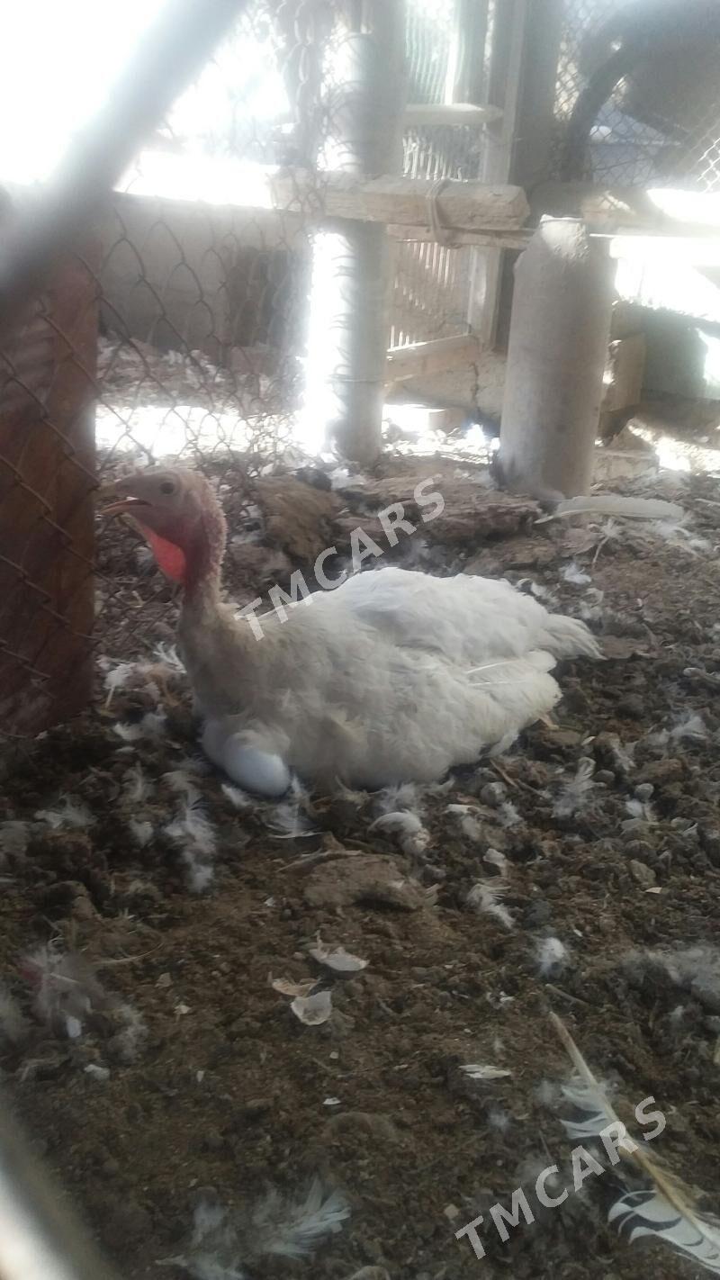 kurk,,induk,,balgar,,jujeci - Büzmeýin - img 4