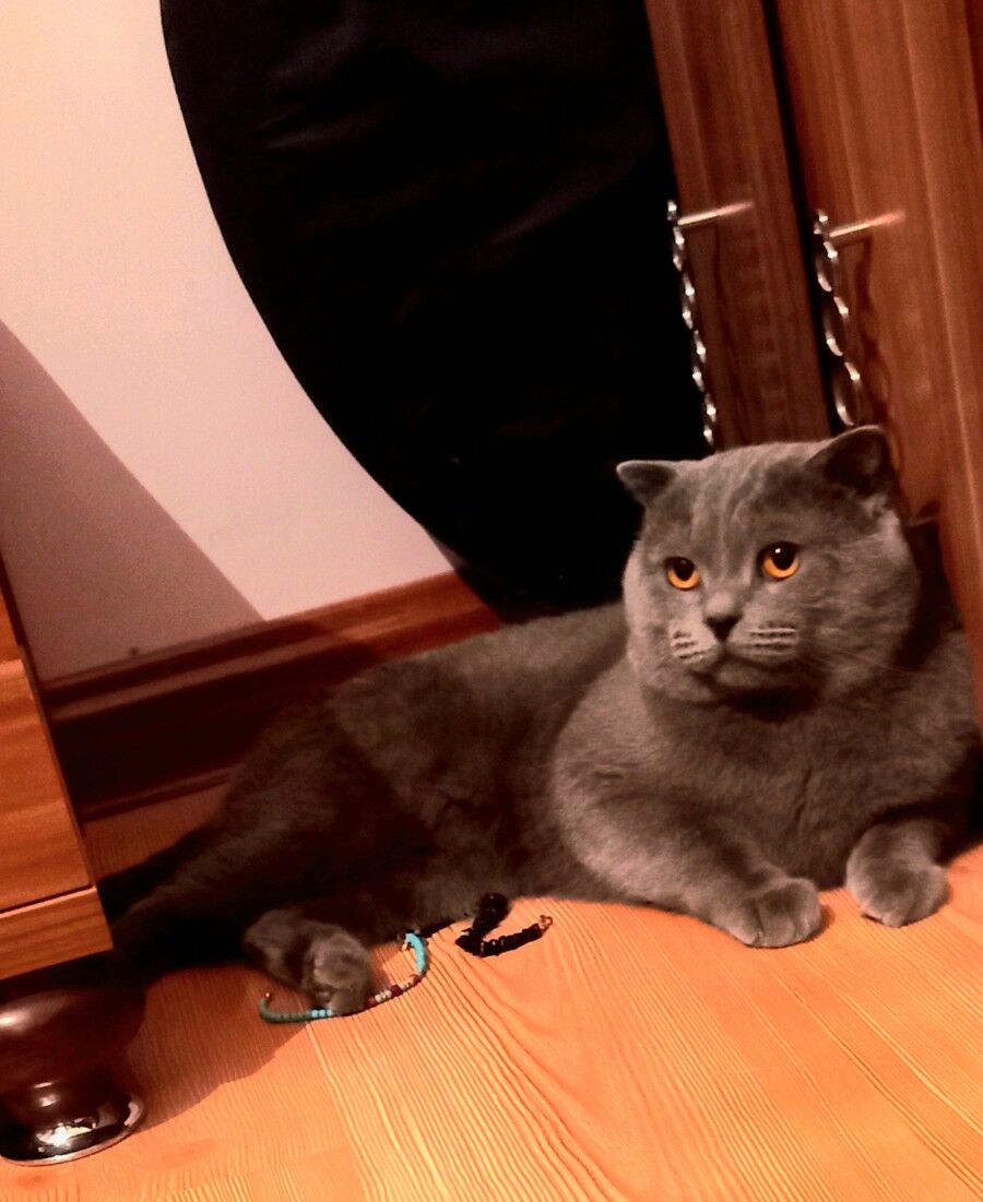 кот, котята, кошки породистые - Туркменабат - img 3