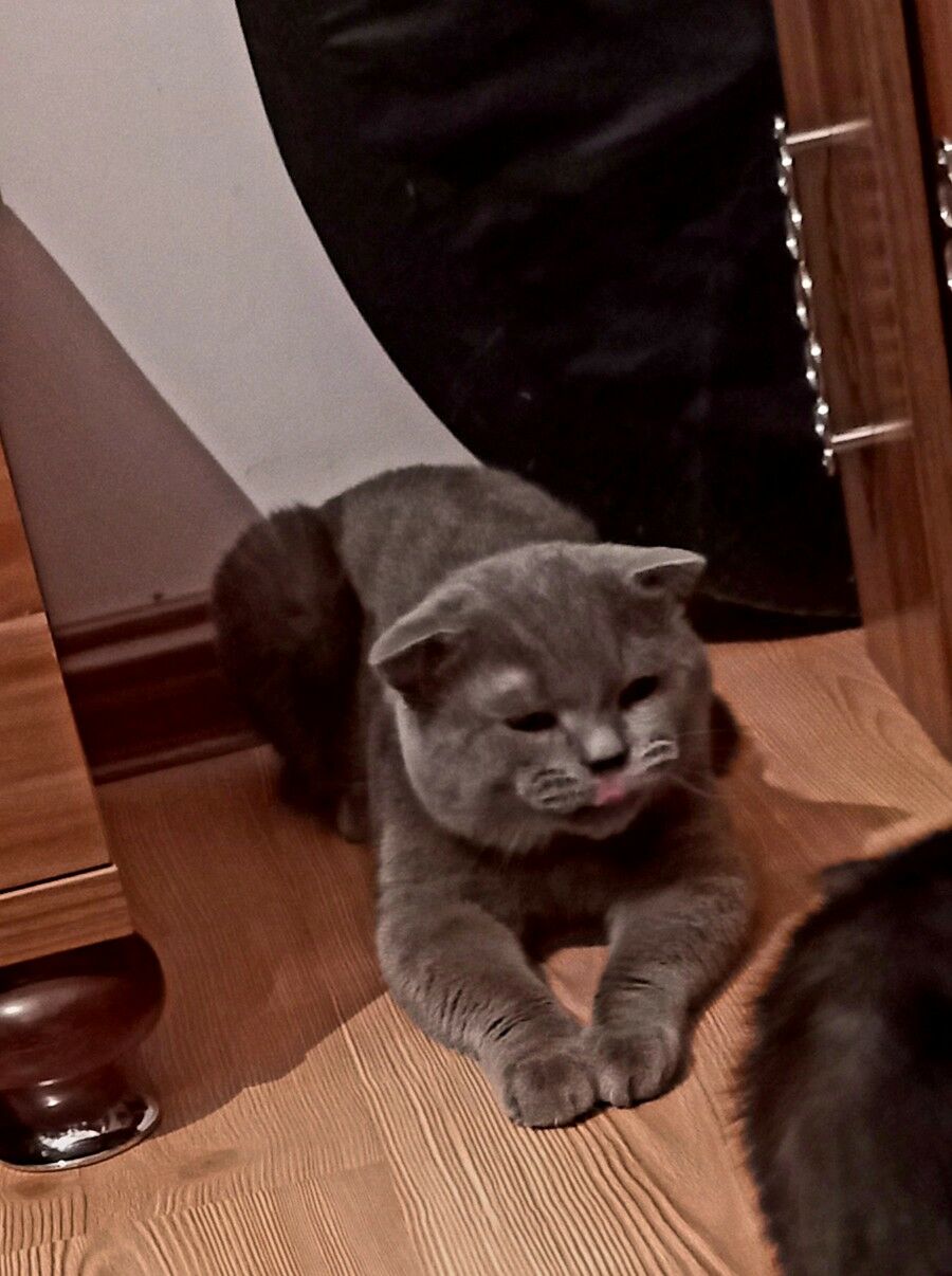 кот, котята, кошки породистые - Туркменабат - img 2