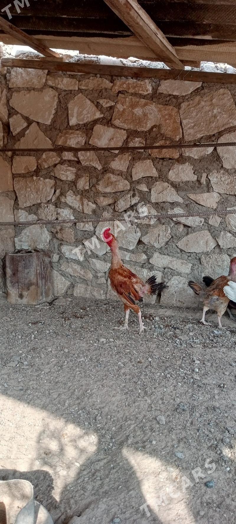 Towuk - Türkmenbaşy - img 3