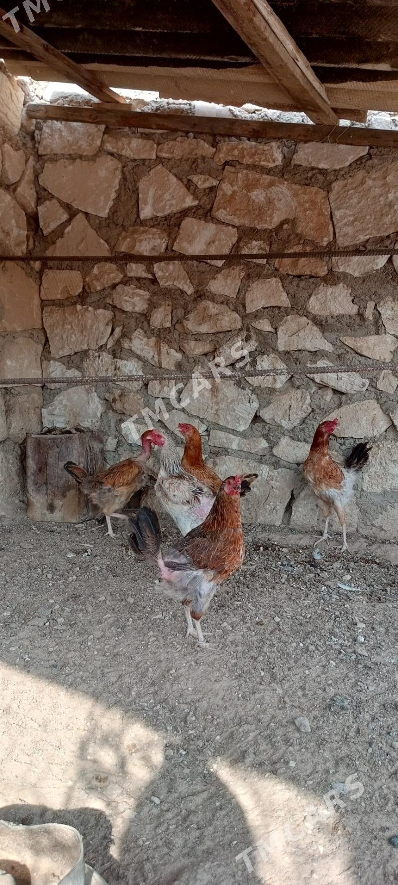 Towuk - Türkmenbaşy - img 6
