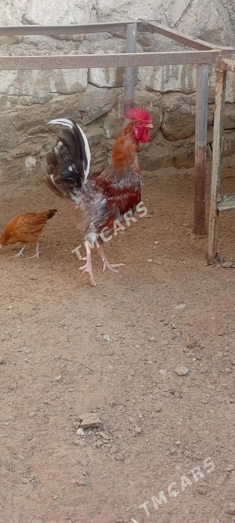 Towuk - Türkmenbaşy - img 2
