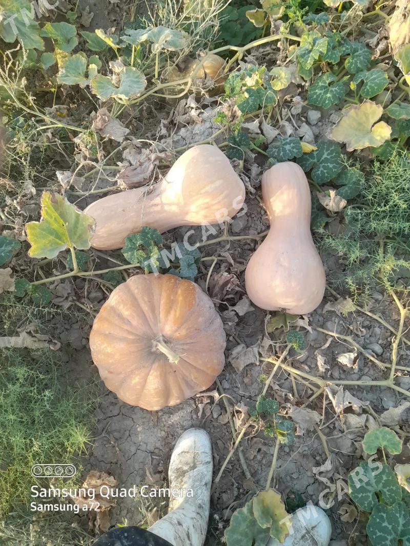 kadi - Gyzylarbat - img 1