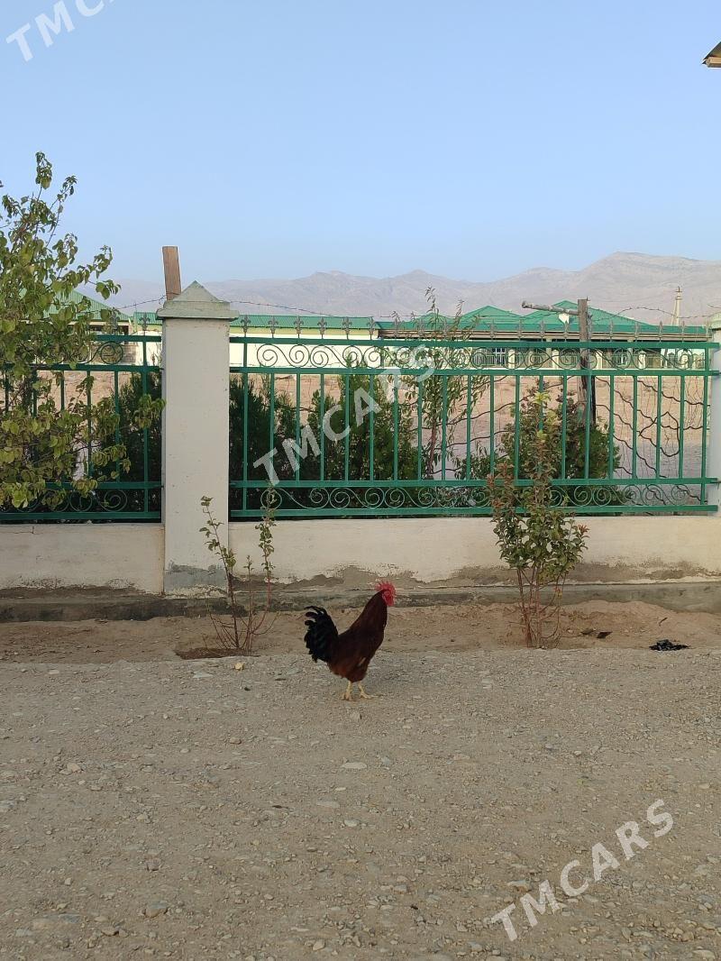 Horaz - Balkanabat - img 2