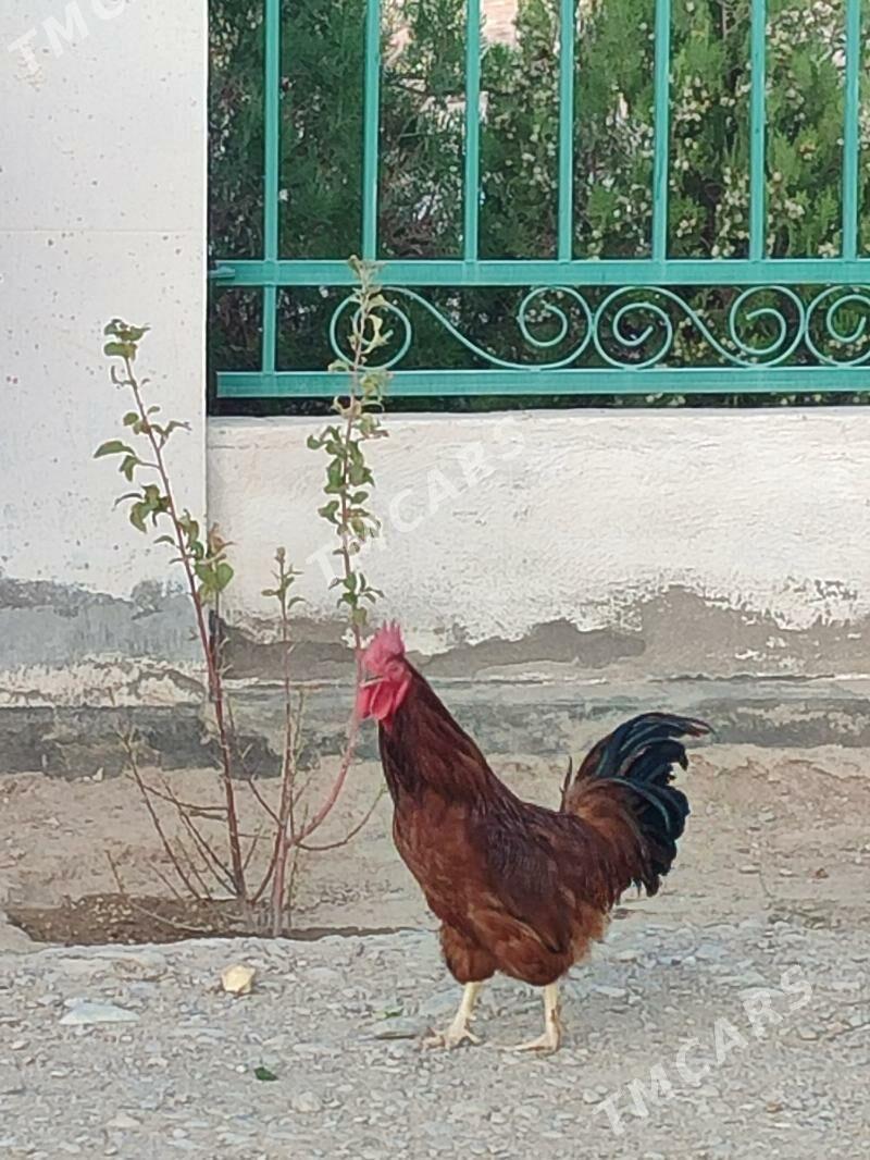 Horaz - Balkanabat - img 3