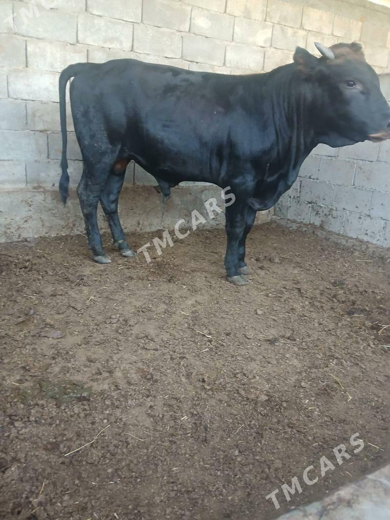 öküz - Çoganly - img 4
