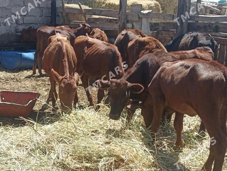 öküzçe tüwe öküz göle - Ашхабад - img 2