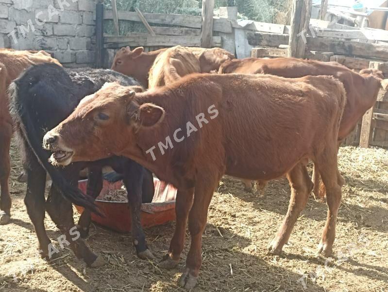 öküzçe tüwe öküz göle - Ашхабад - img 3