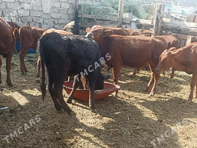 öküzçe tüwe öküz göle - Ашхабад - img 8