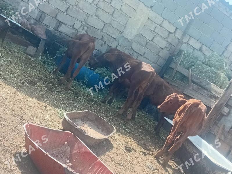 öküzce  we tüwe  öküz  göle - Ýalkym - img 5