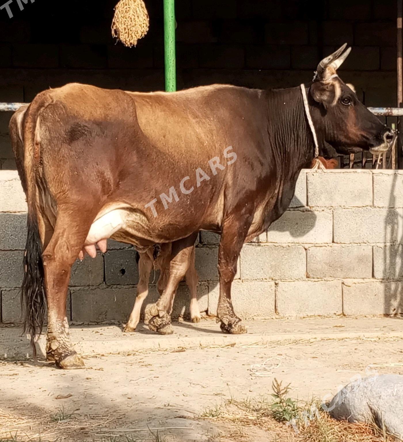GÖLELİ SYGYR - Gökdepe - img 3