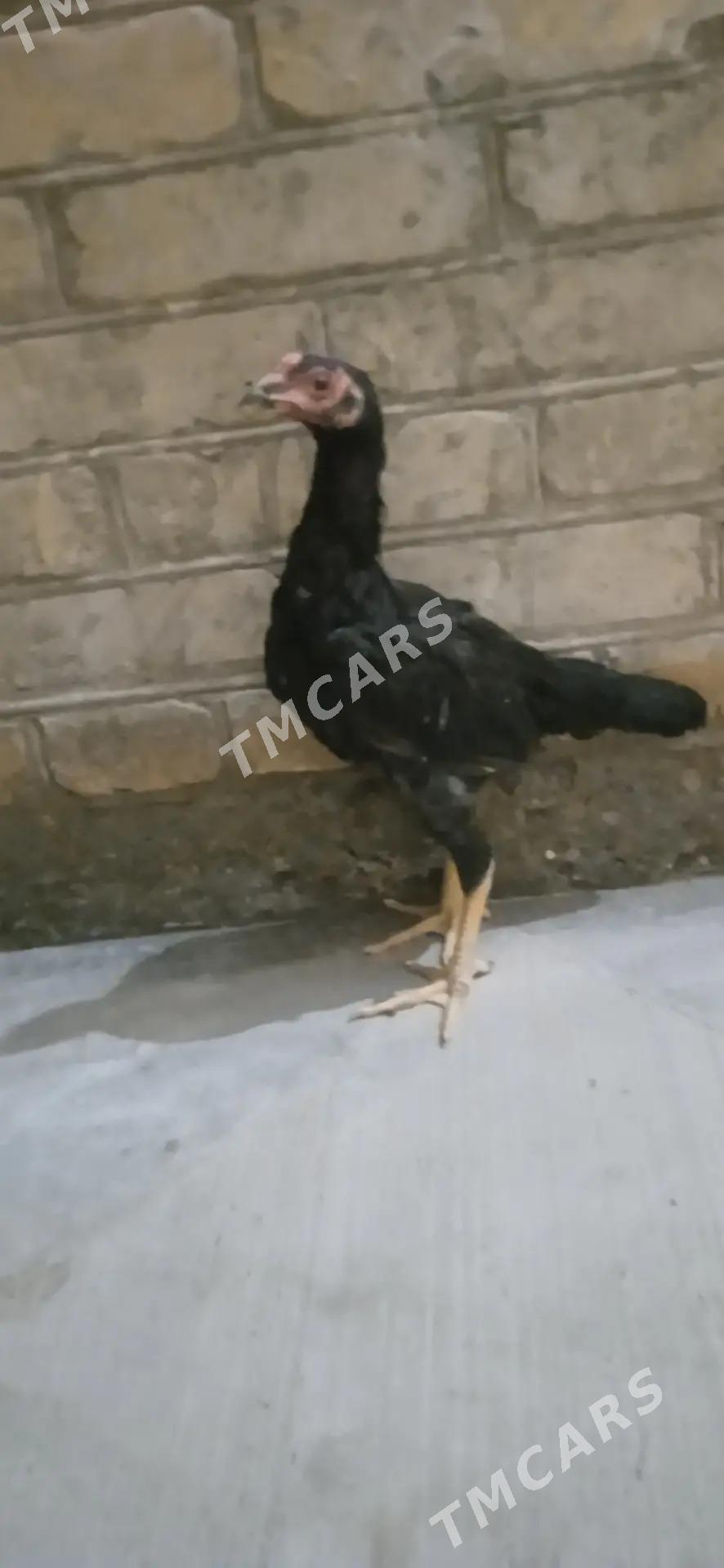 SAMARKANT JUJE - Türkmenabat - img 2