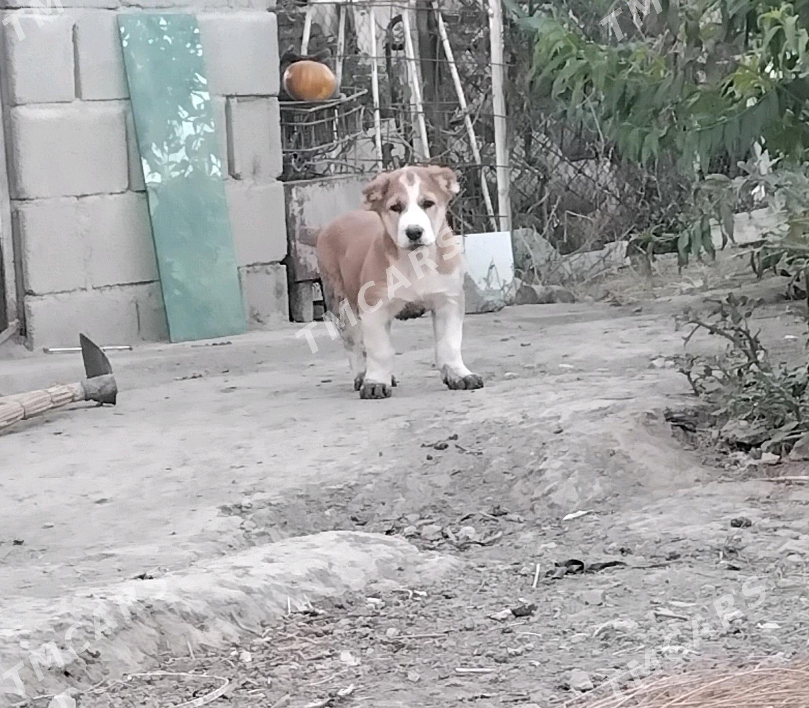 Gujuk - Ýanbaş - img 3
