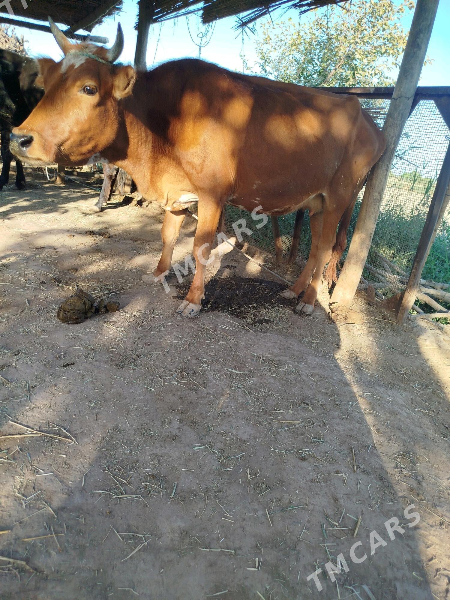 okizce ve sygyr - Kerki - img 2