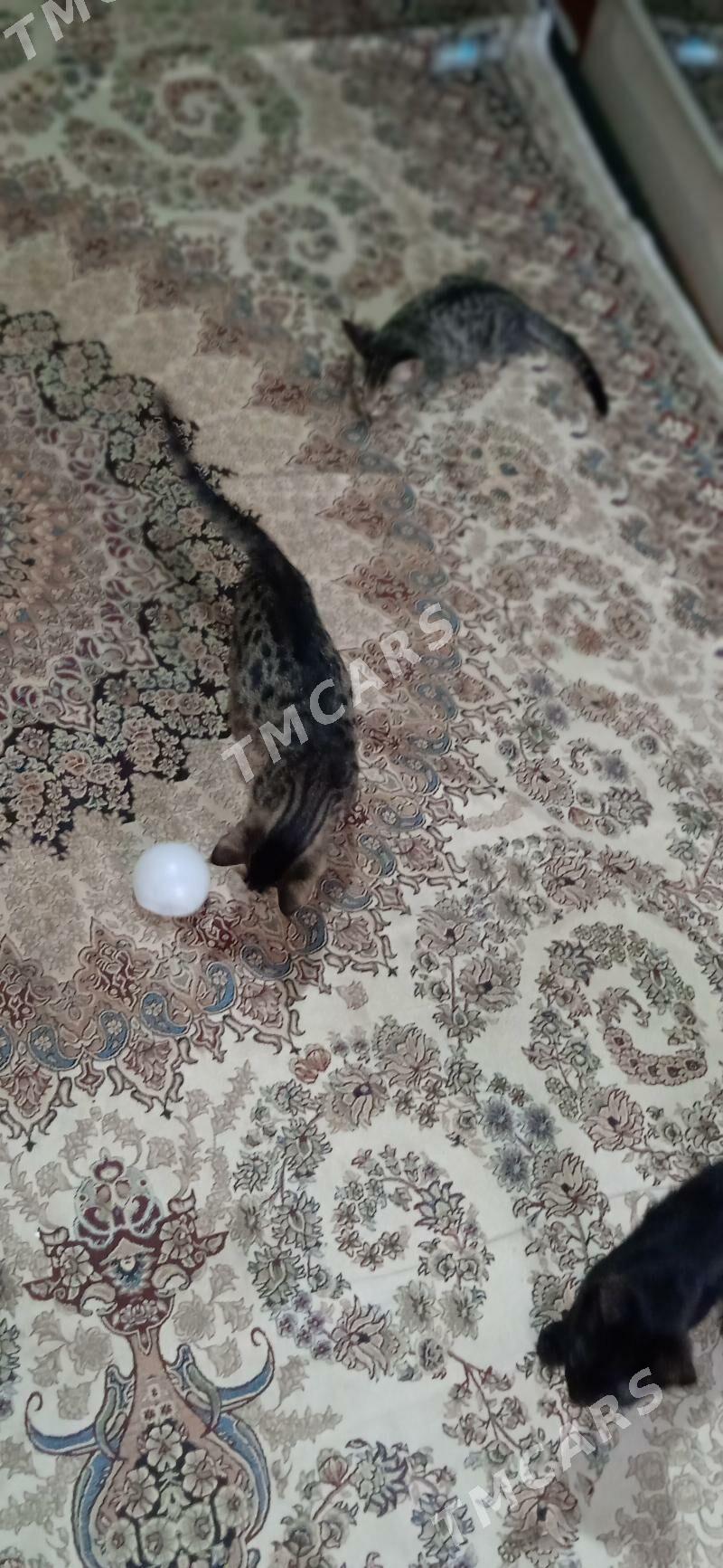 Pishikler - Daşoguz - img 3