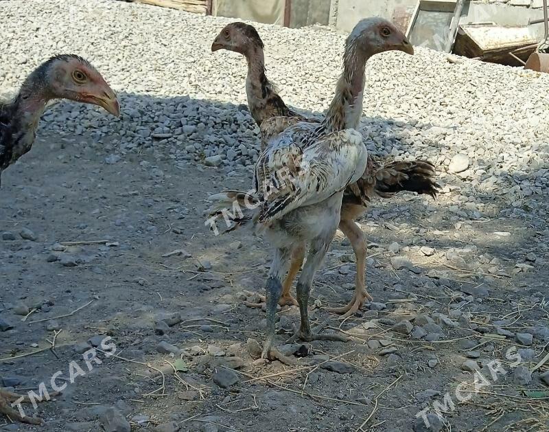 Taşkent jüýjeler - Балканабат - img 3
