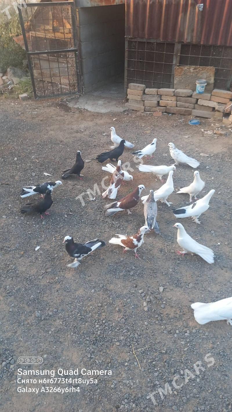 kepderi - Hitrowka - img 5