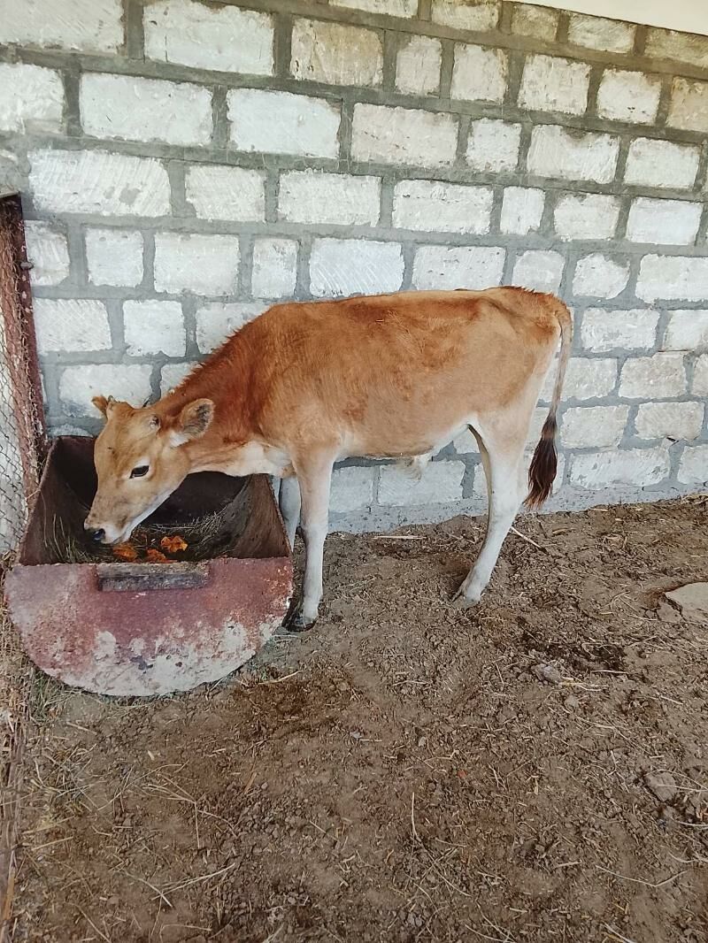öküzçe - Gyzylarbat - img 2