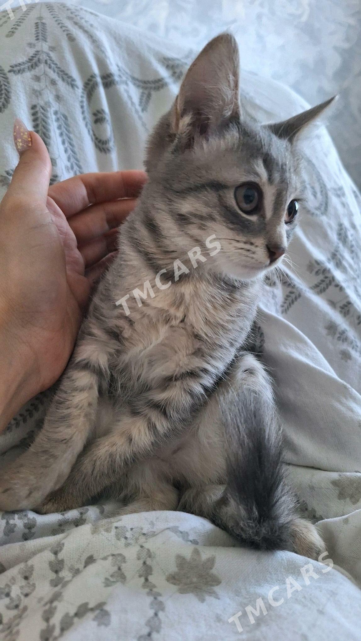 котик - Ашхабад - img 2
