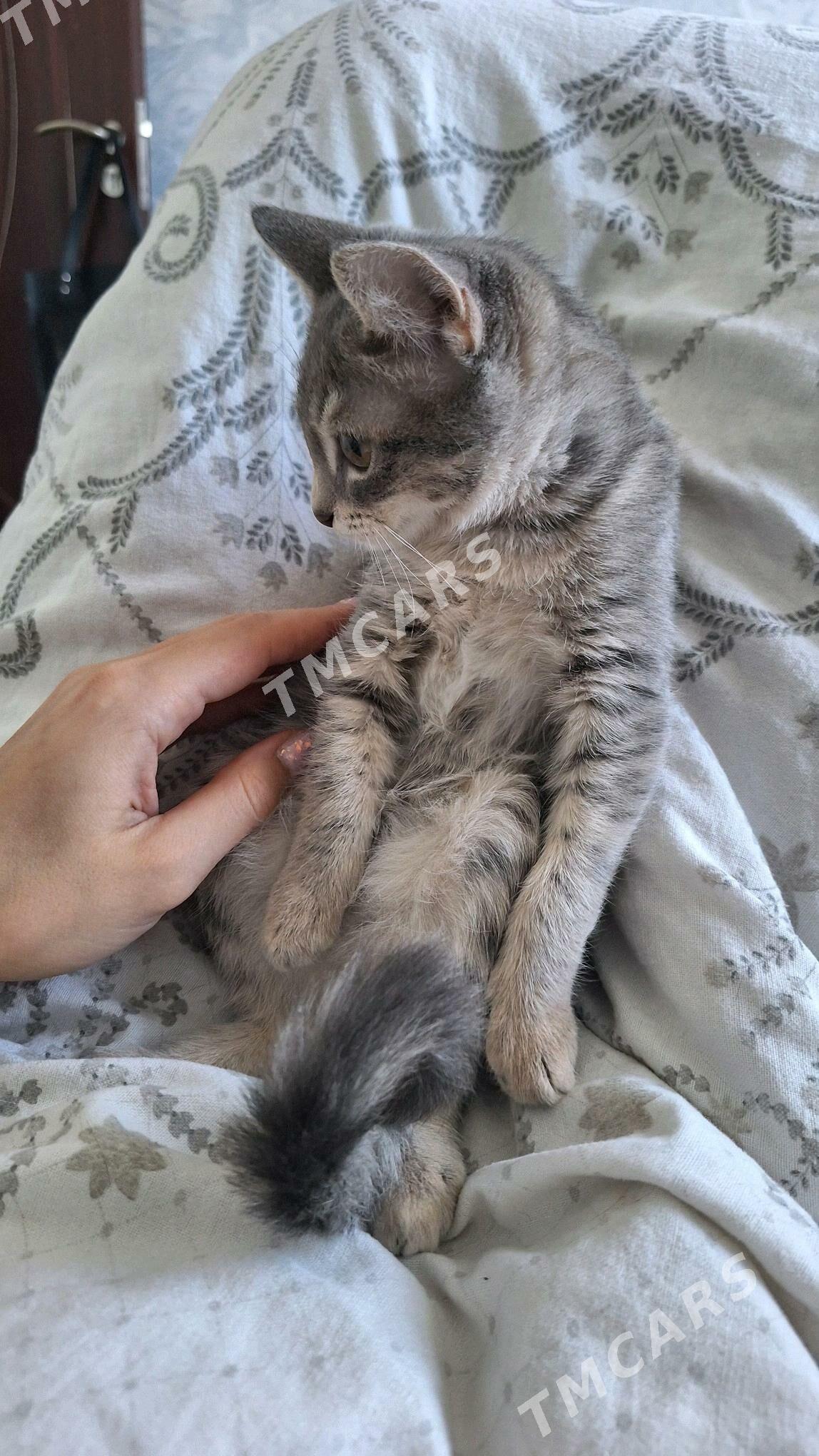 котик - Ашхабад - img 3