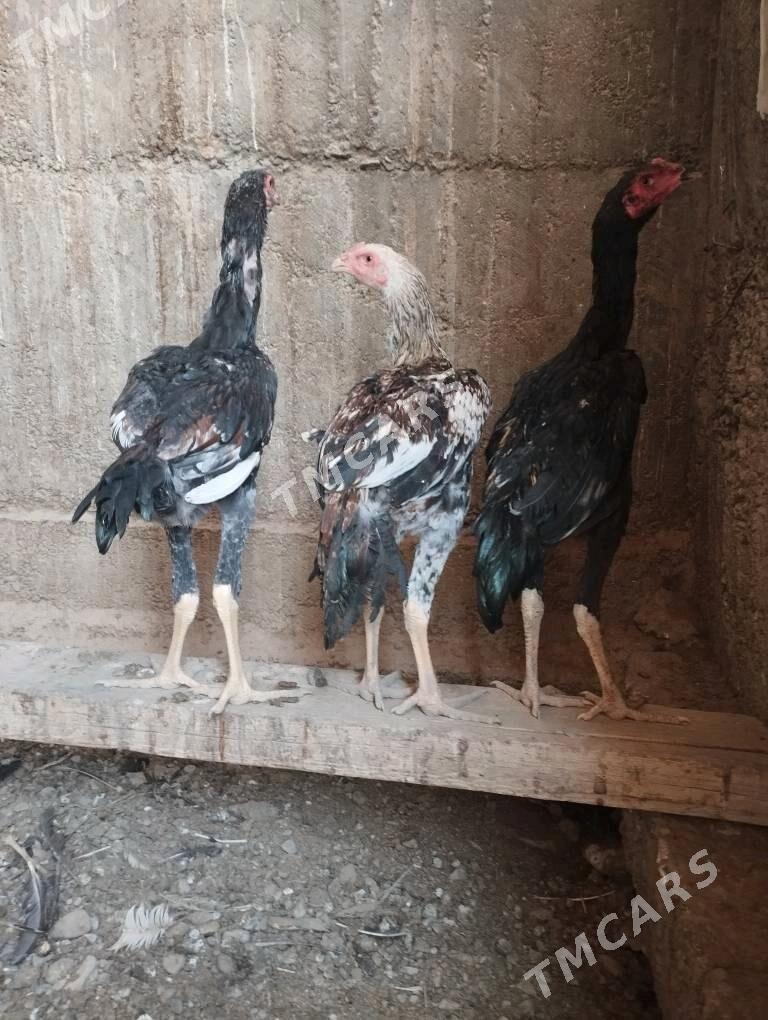 Taşkent - Ýalkym - img 3