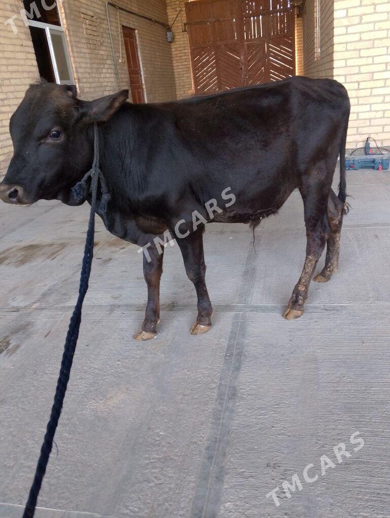 Öküzce - Çärjew - img 2