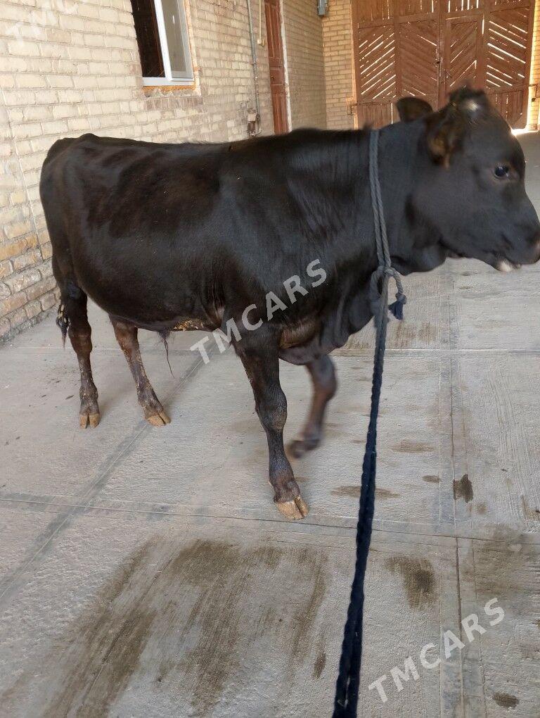 Öküzce - Çärjew - img 3