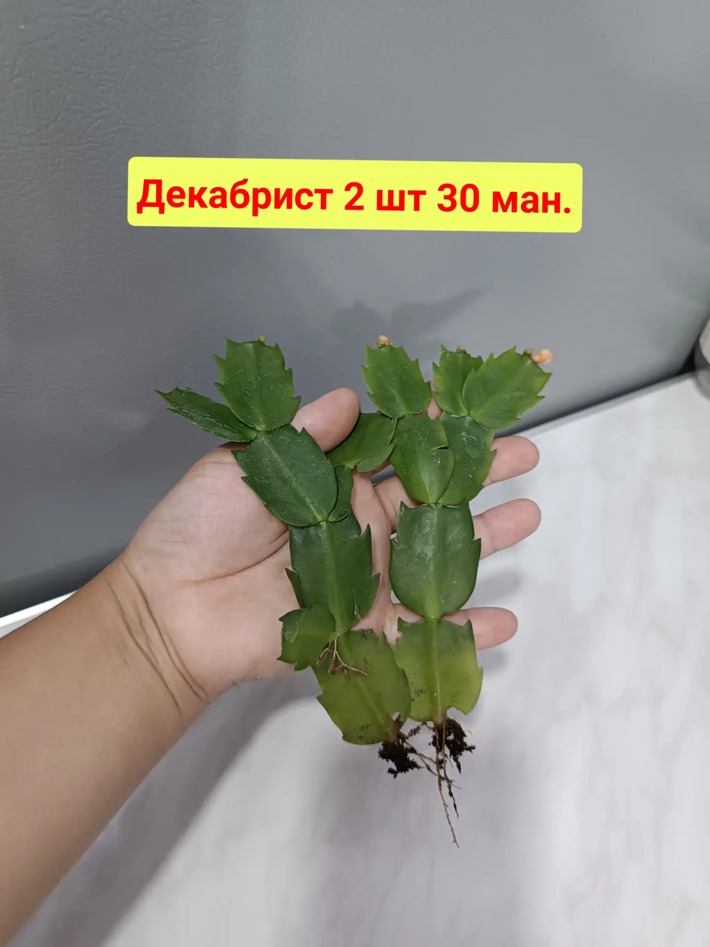 ДЕКАБРИСТ - Aşgabat - img 6