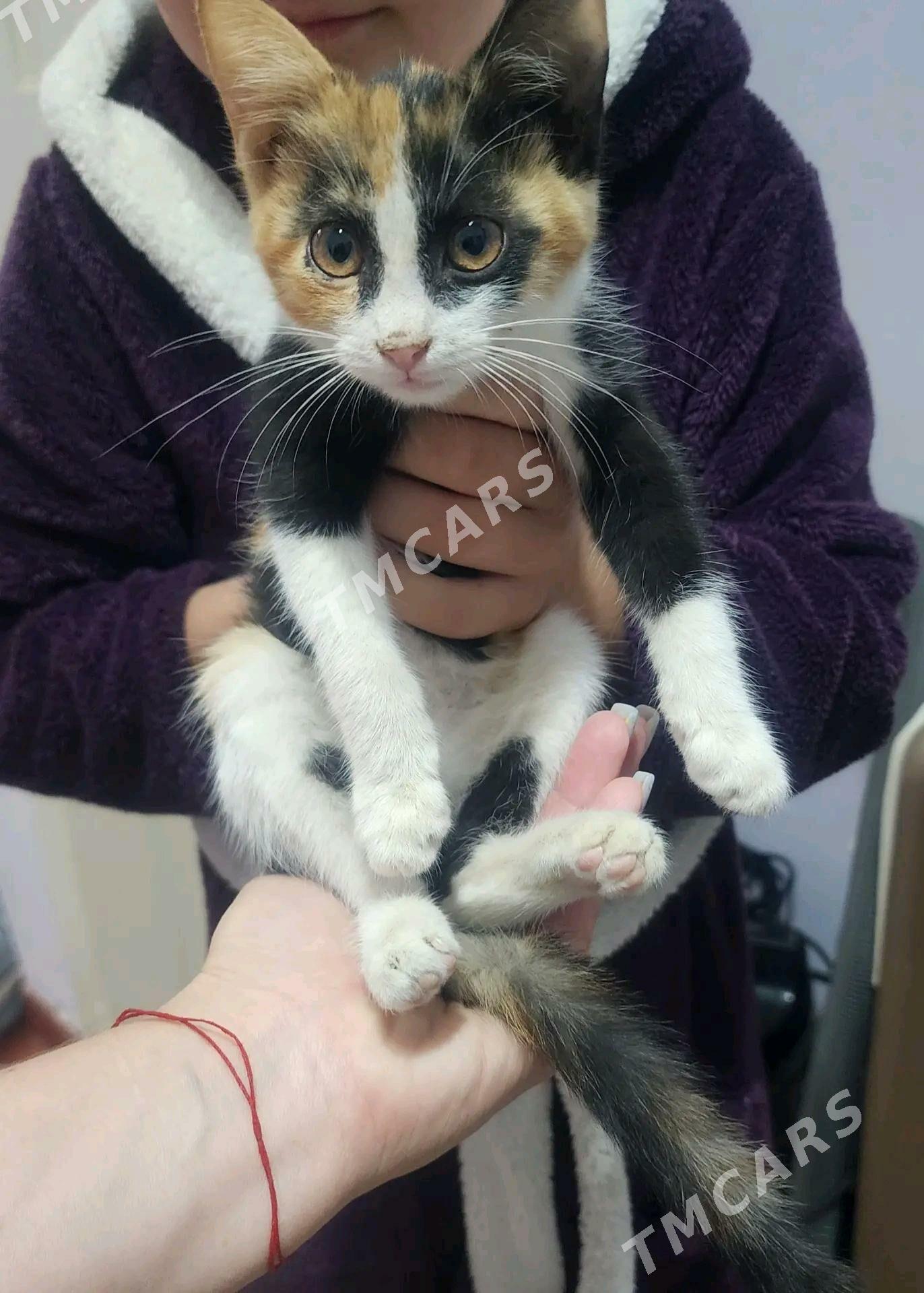 котята в добрые руки - Mary - img 2