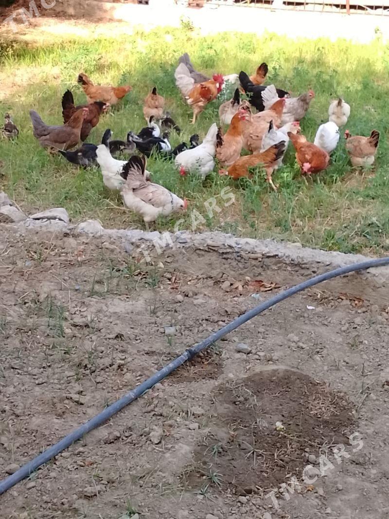 Towuklar - Gyzylarbat - img 3